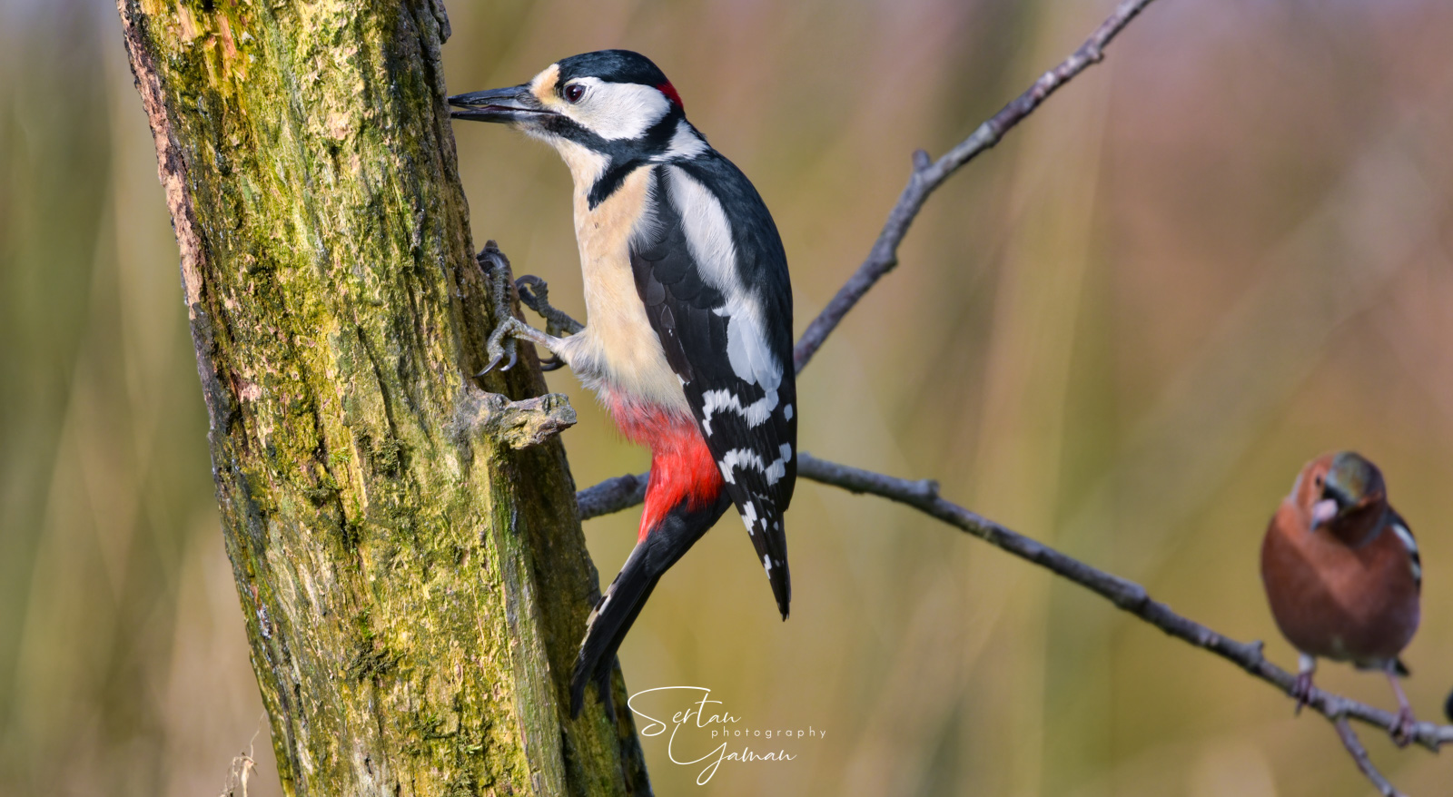 Spotted woodpecker