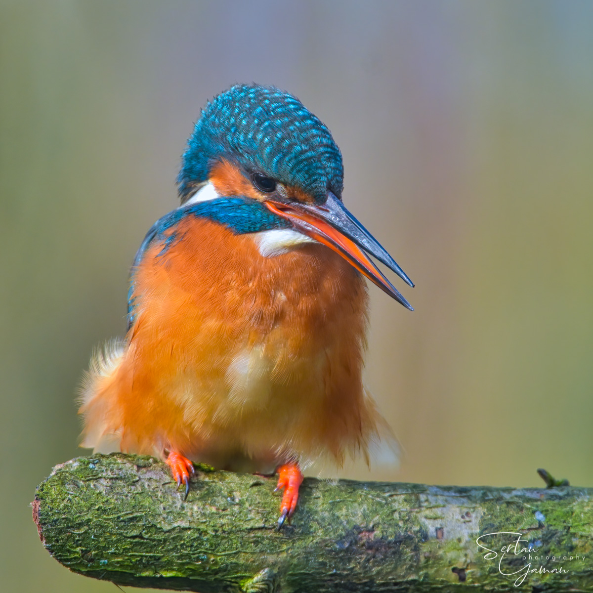 Eurasian kingfisher