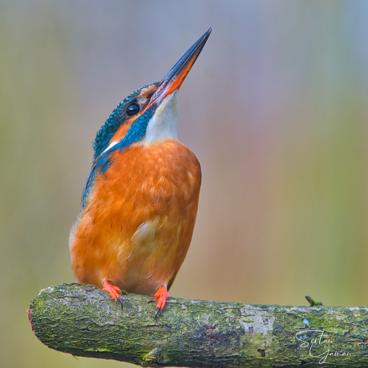 Eurasian kingfisher