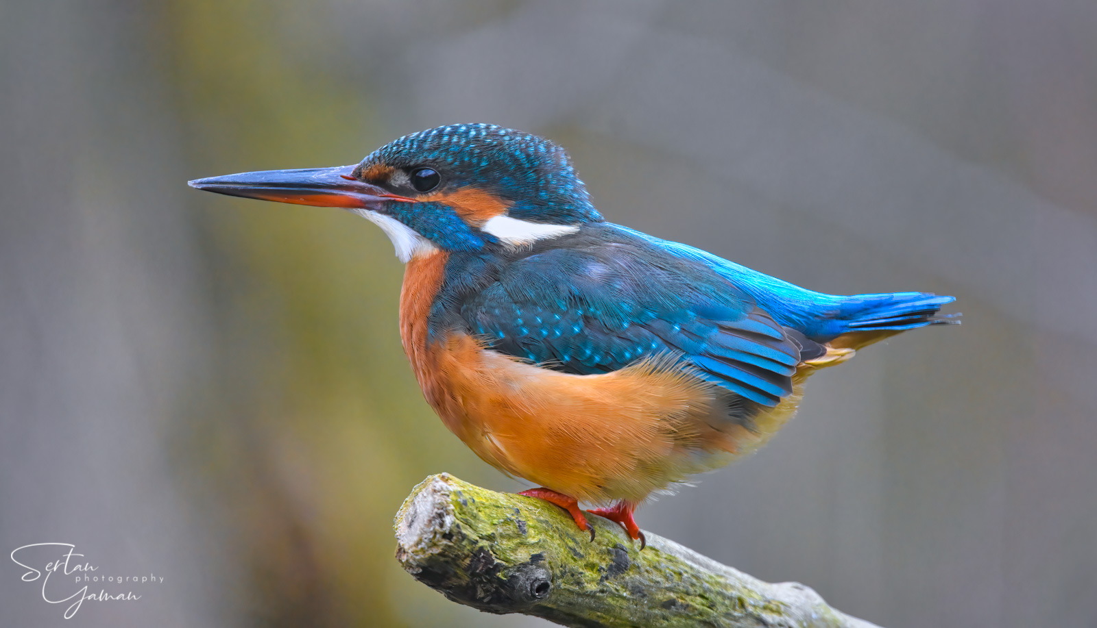 Eurasian kingfisher