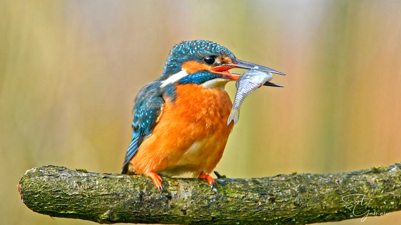 Kingfisher Hunt Video