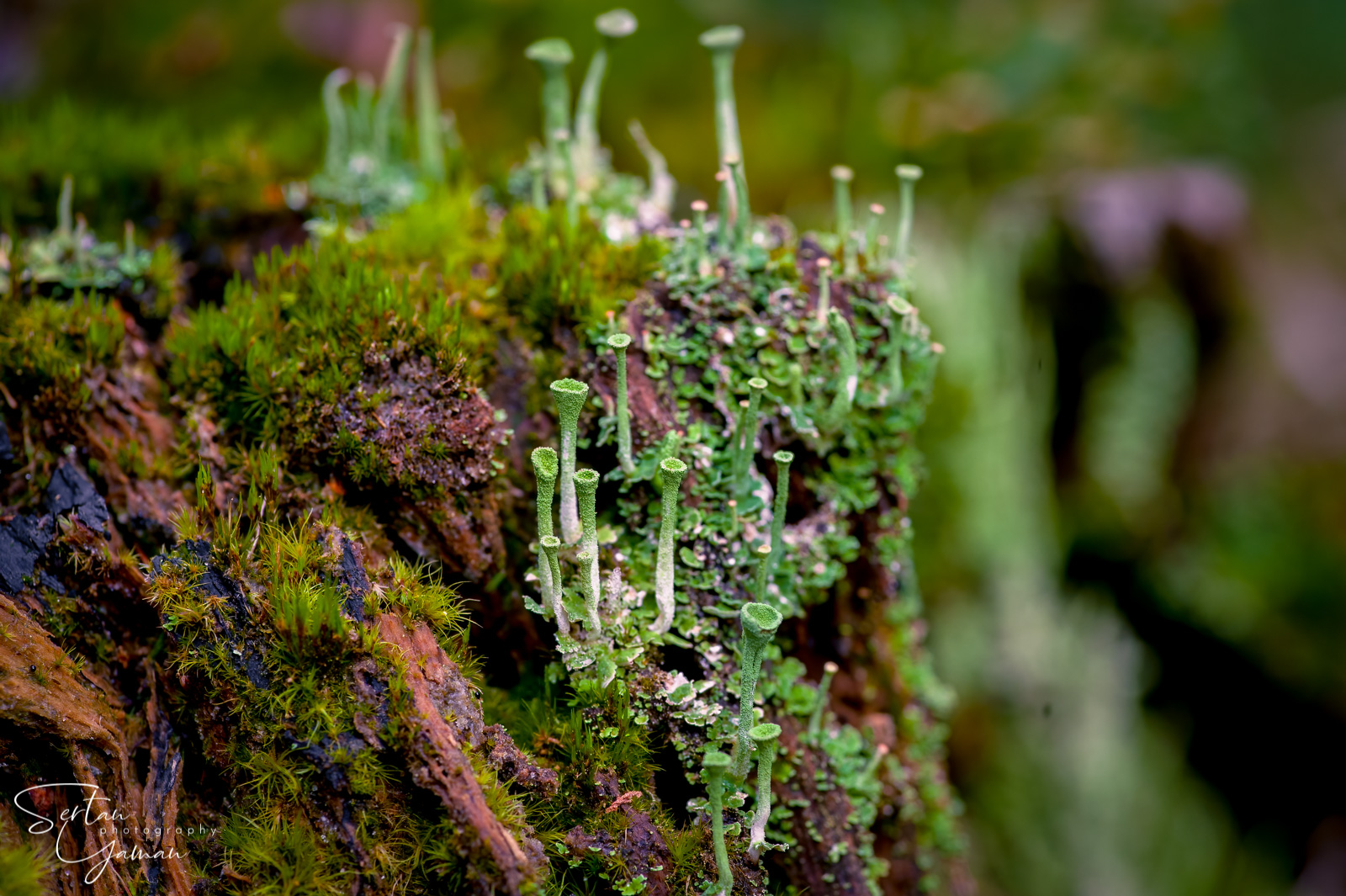 Cladonia lichens