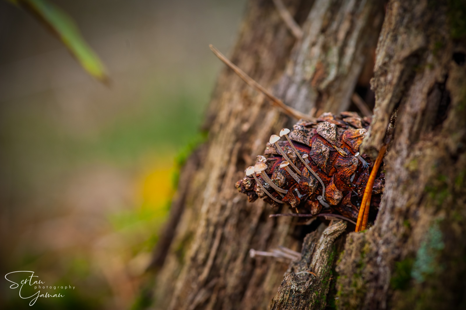 Pinecone mushrooms