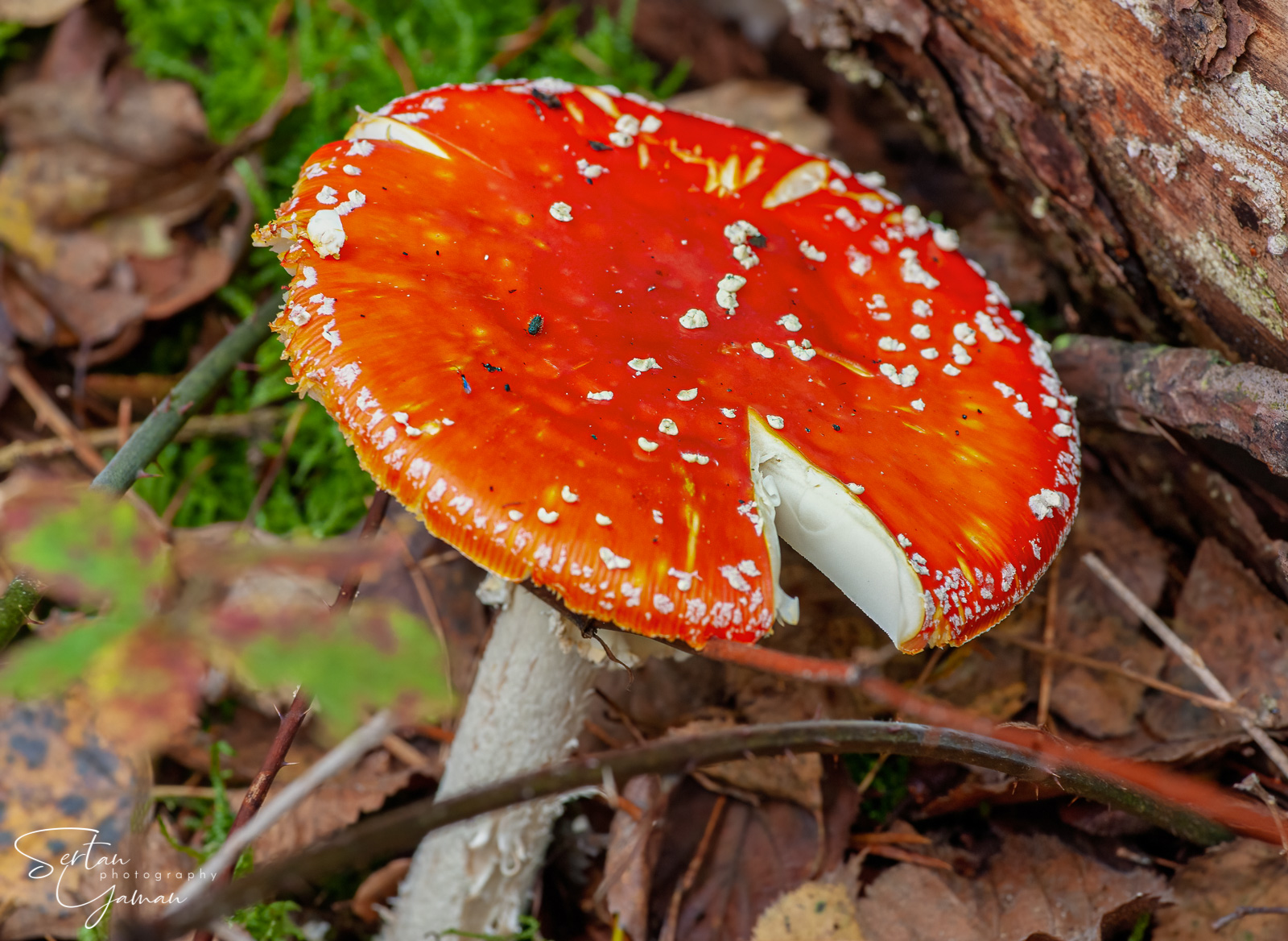 Autumn mushrooms