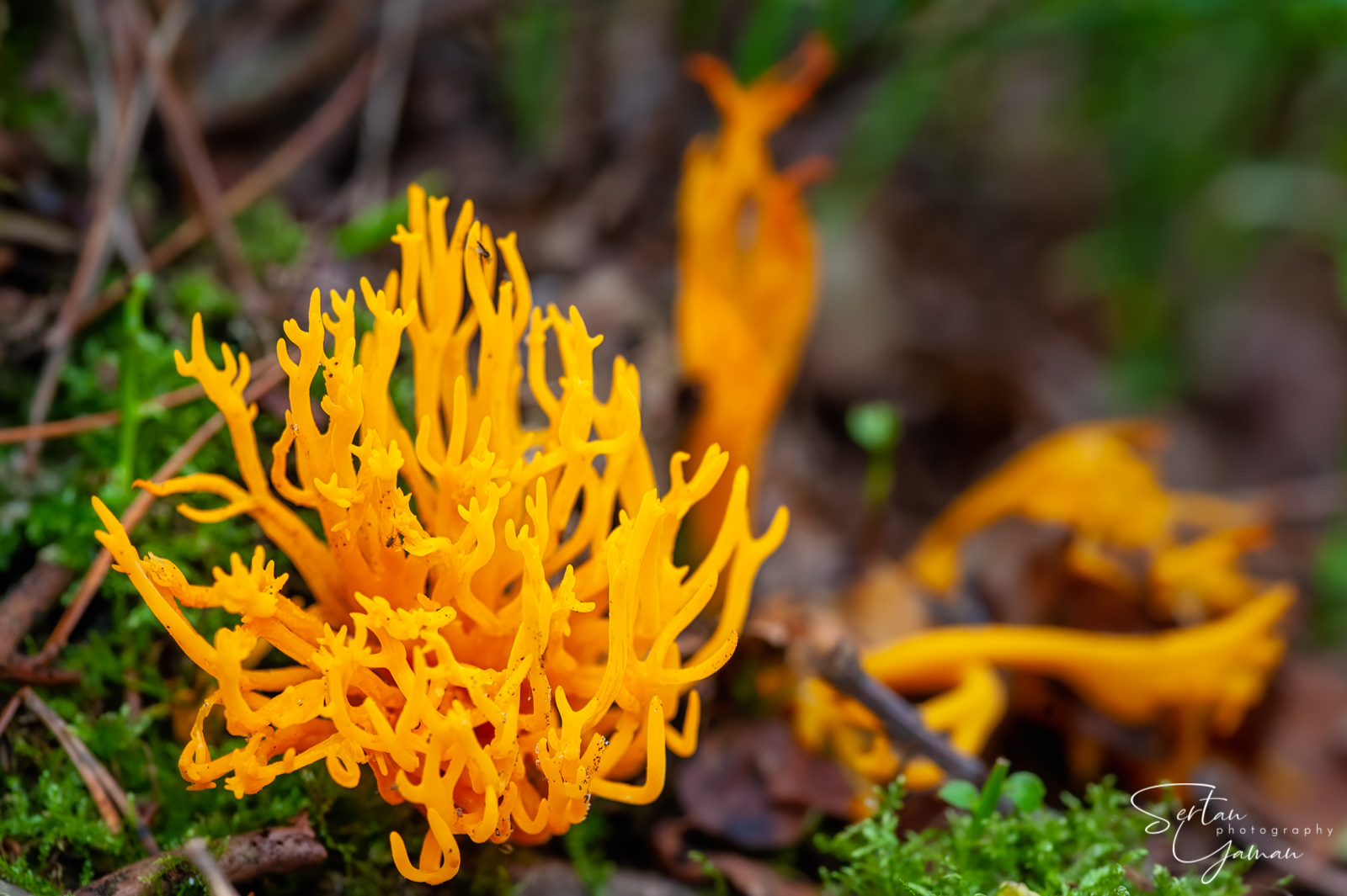 Autumn mushrooms