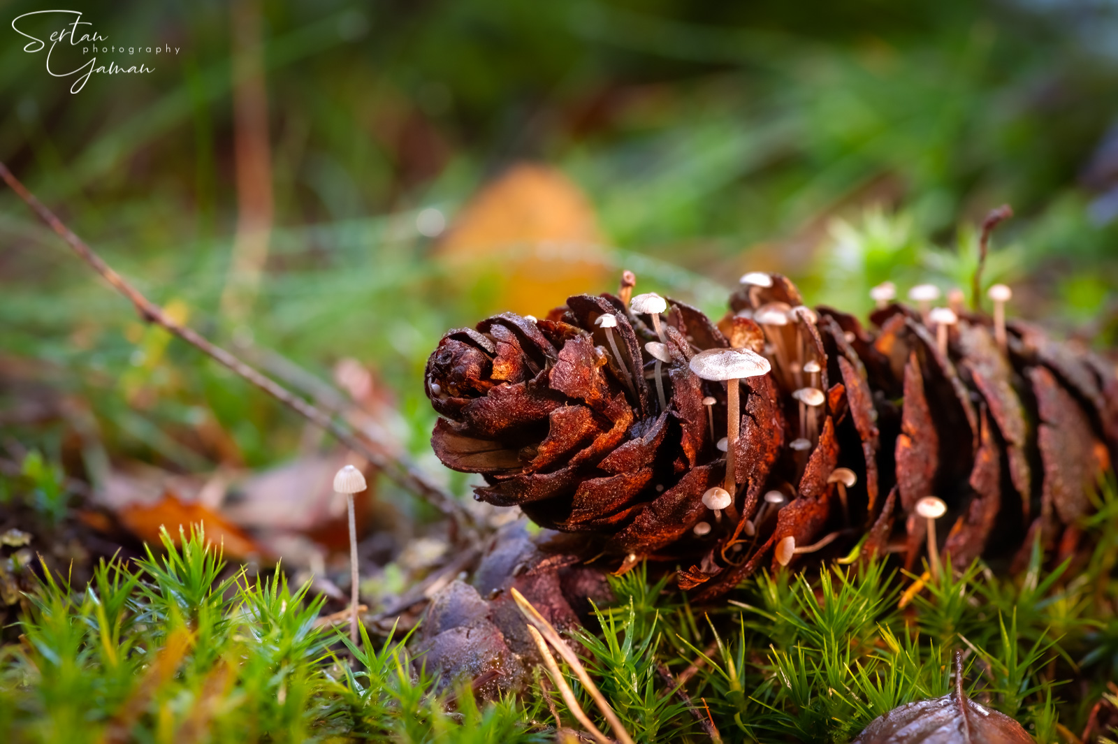 Pinecone mushrooms