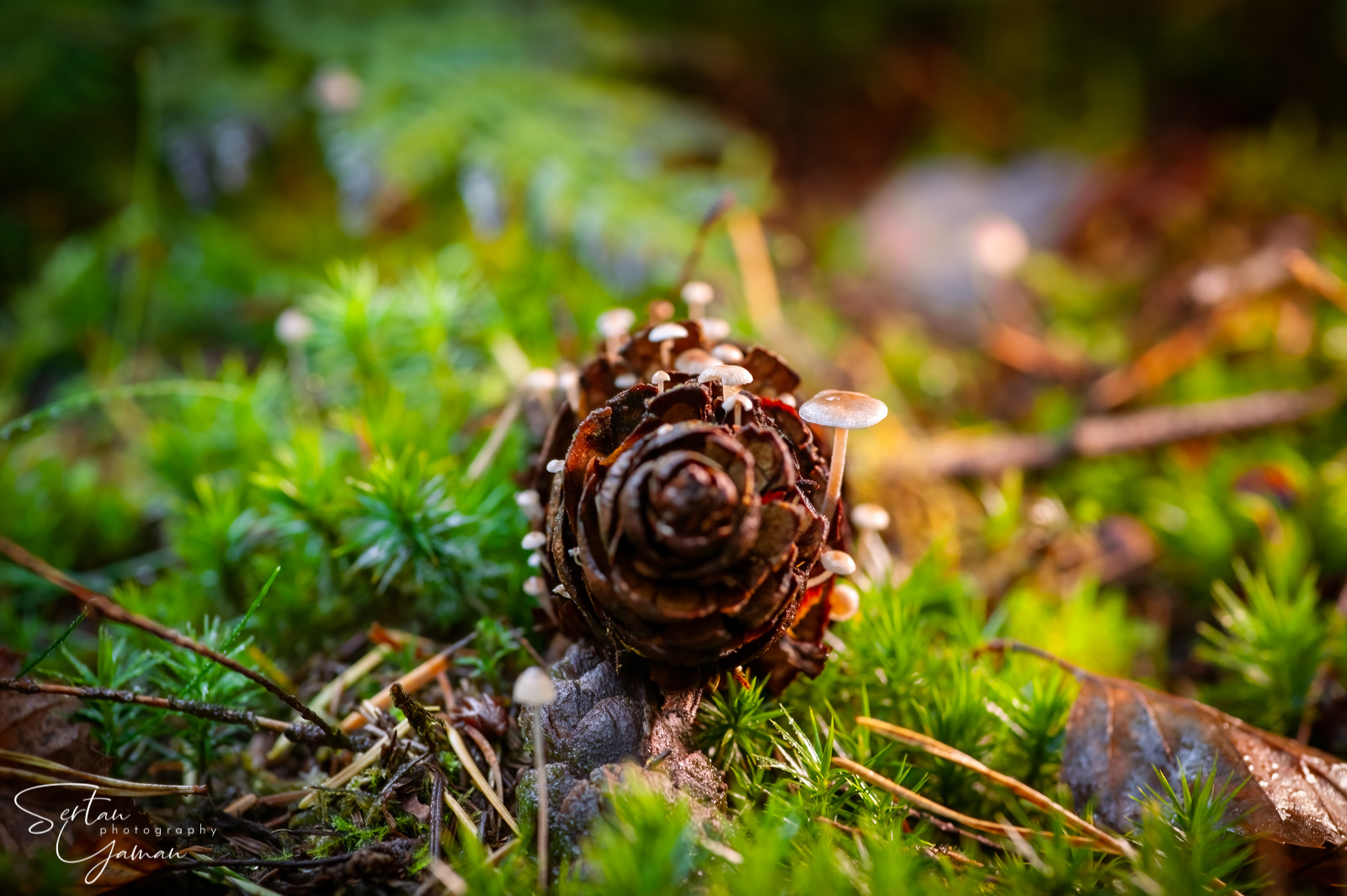 Pinecone mushrooms