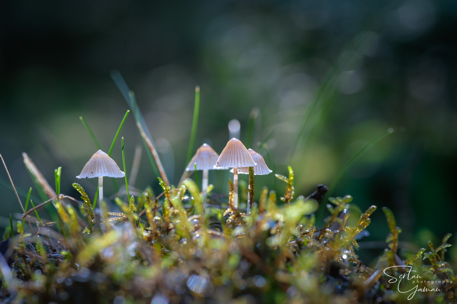 Autumn mushrooms