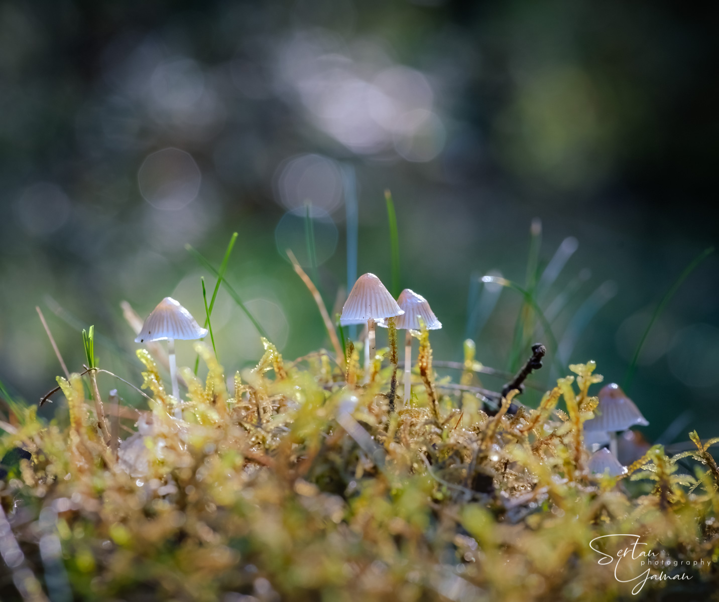 Autumn mushrooms
