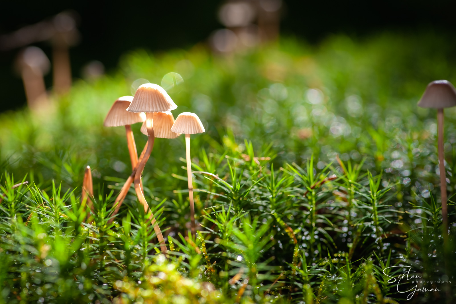 Autumn mushrooms