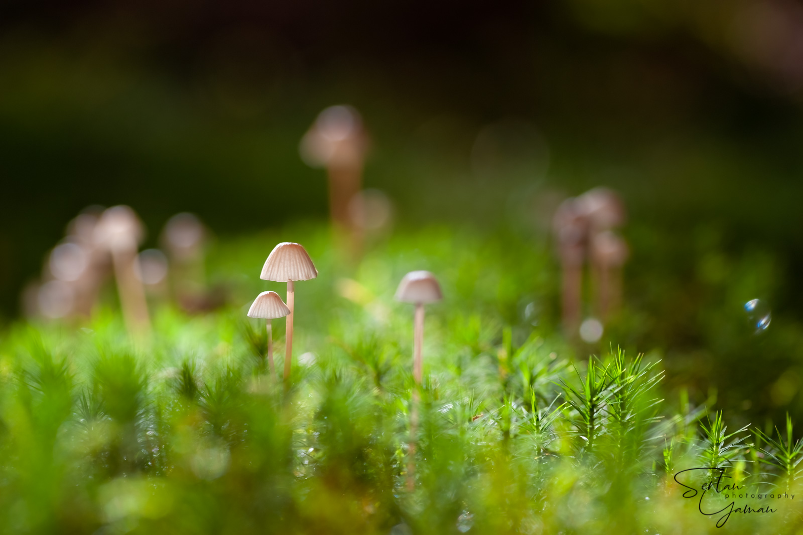 The Bokeh