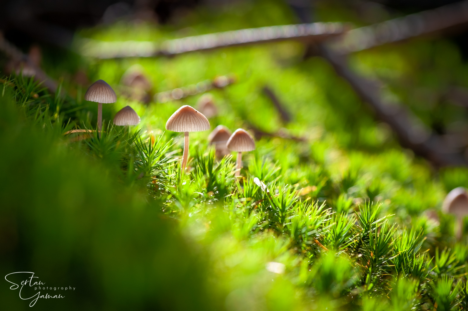 Autumn mushrooms