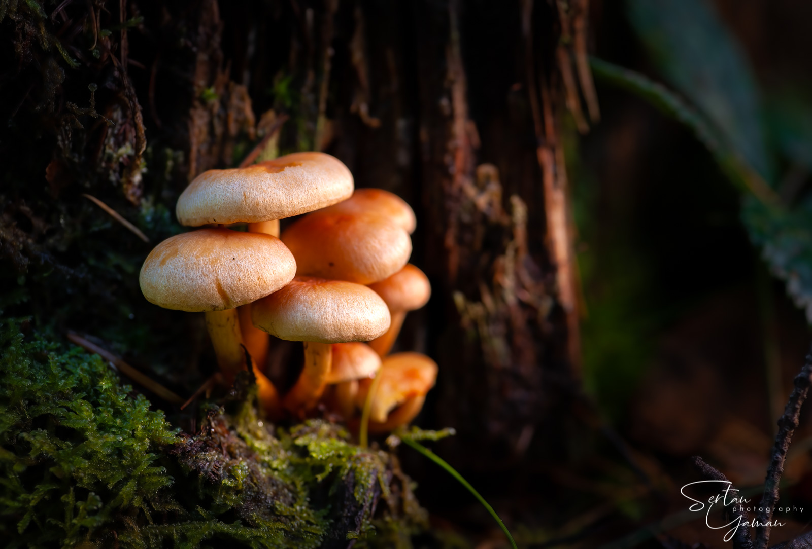 Focus stacked mushroom photo