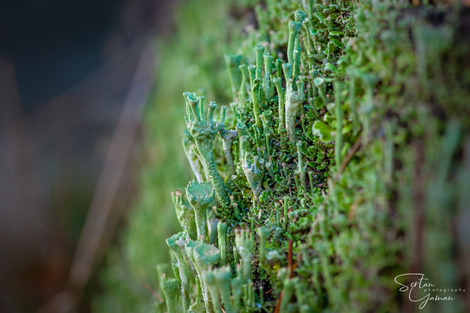 Cladonia lichens
