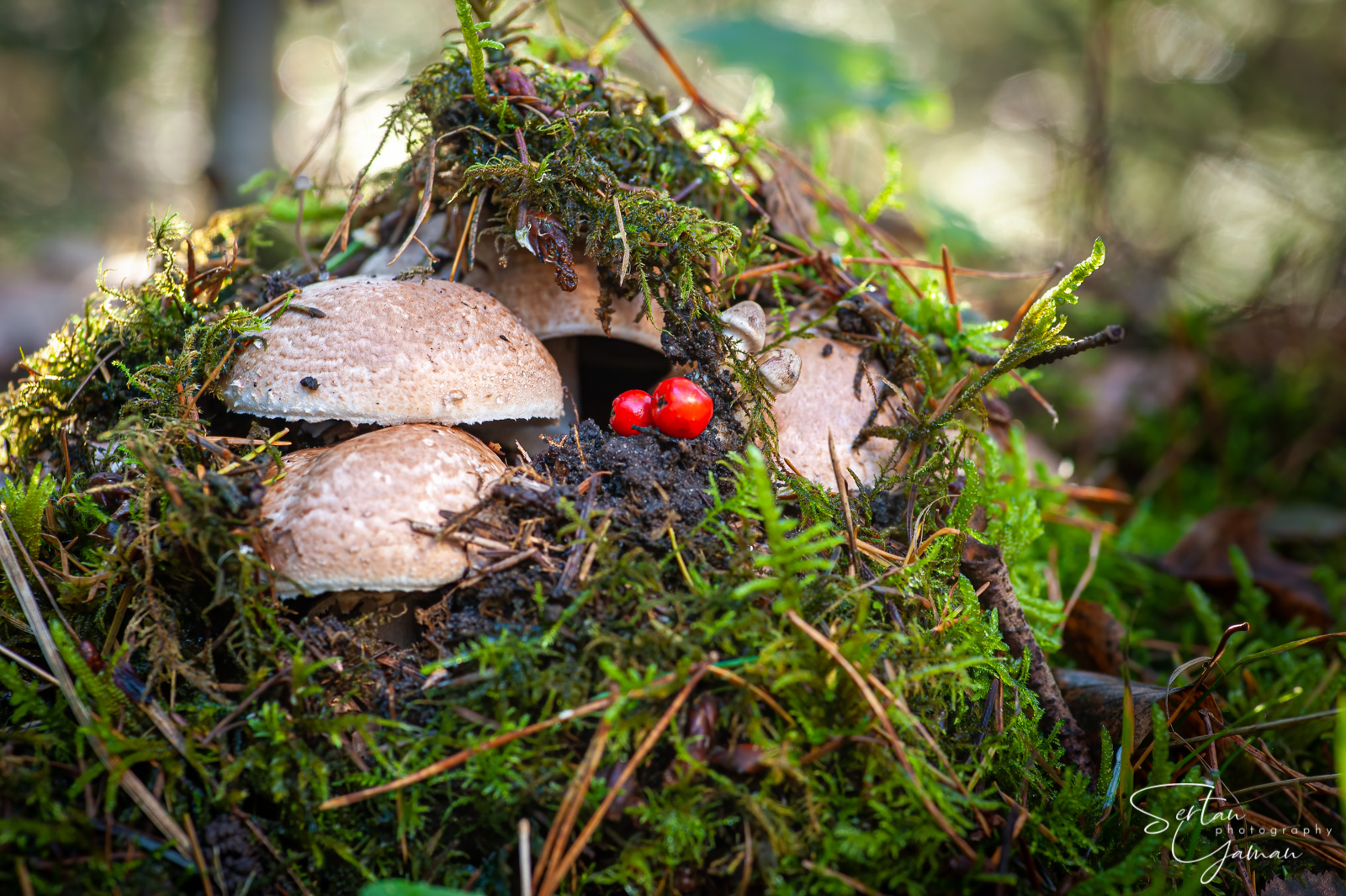 Autumn mushrooms