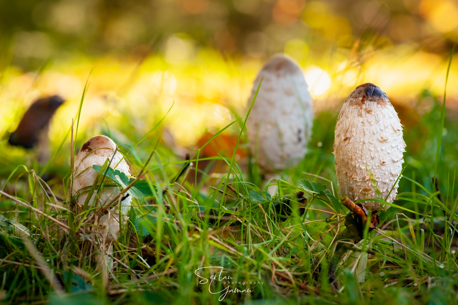 Autumn mushrooms