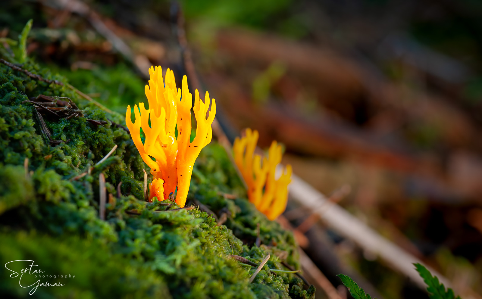 Coral funghi