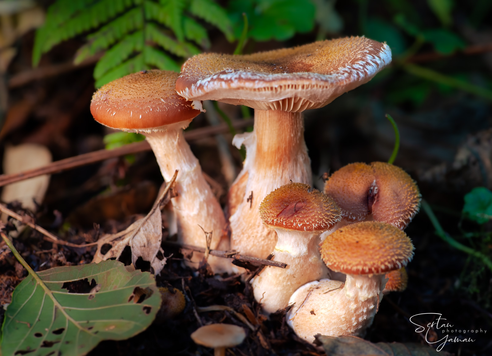 Autumn mushrooms