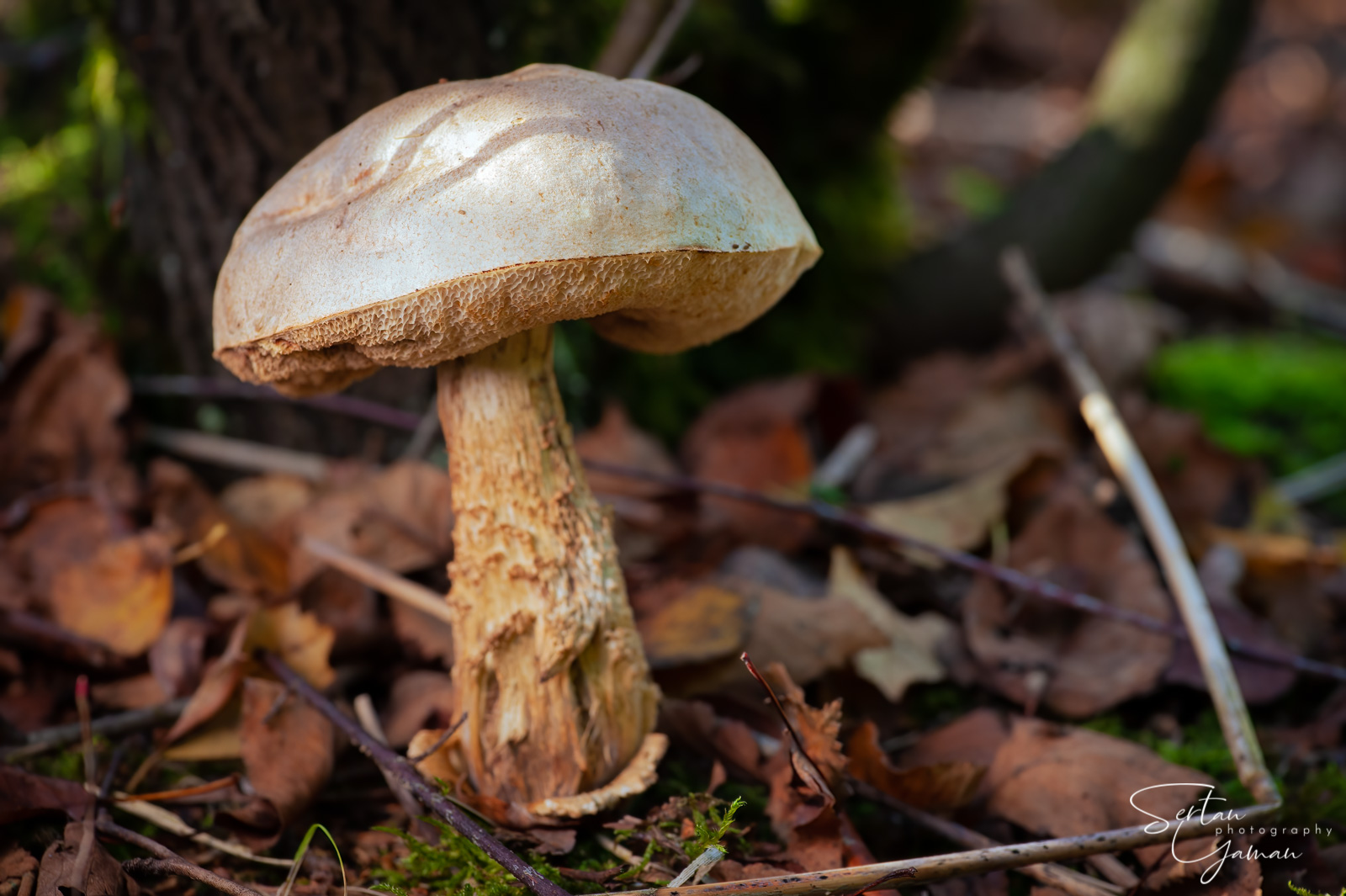 Poisonous boletus mushroom | sertanyaman.com photography