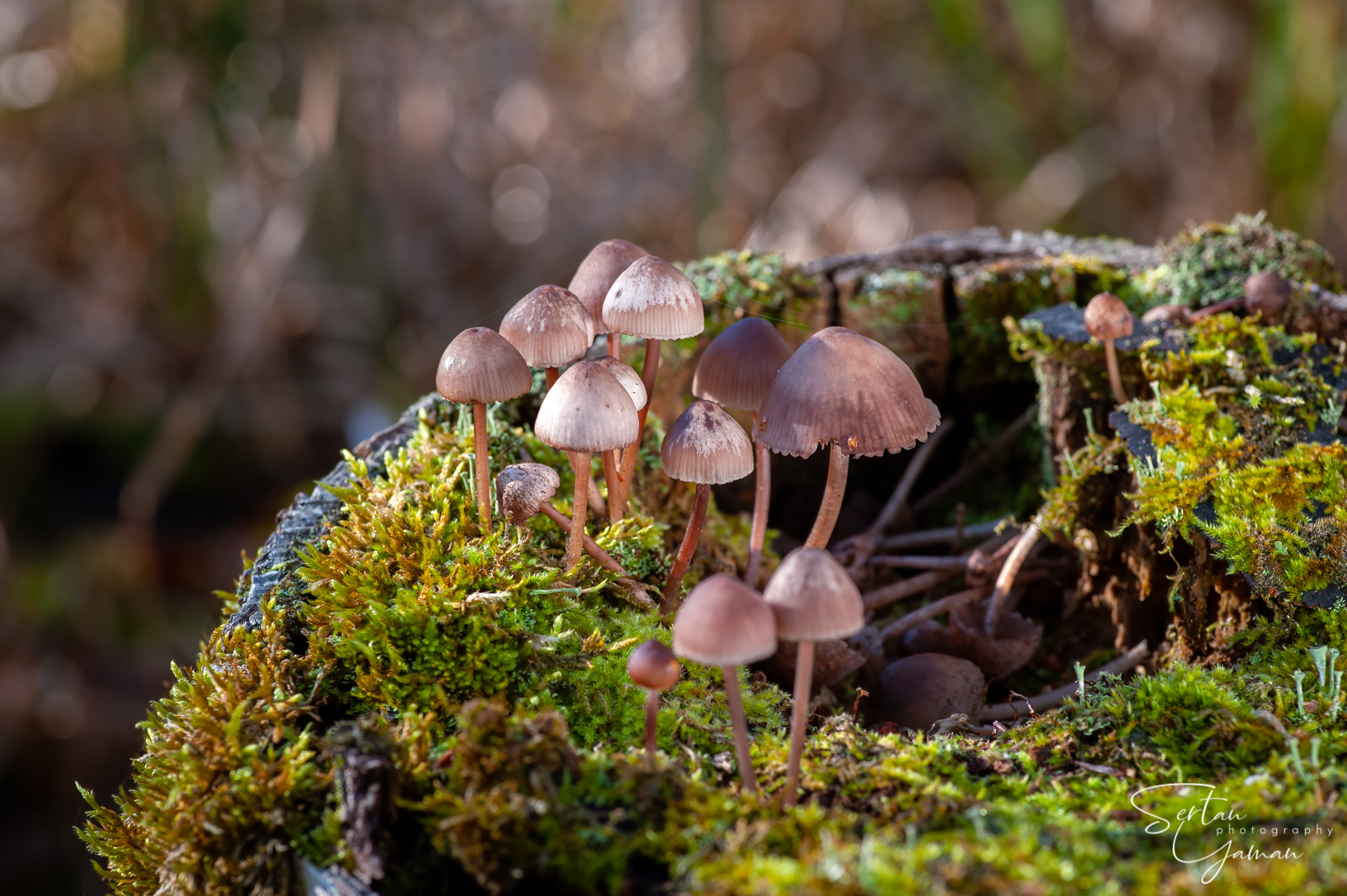 Psilocybe mushrooms