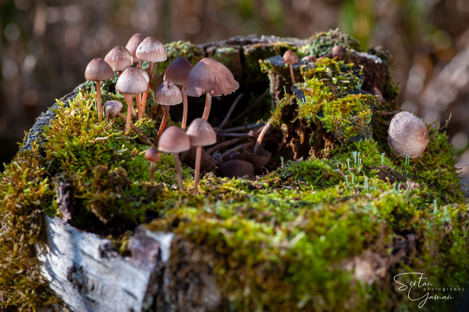 Psilocybe mushrooms on a tree trunk