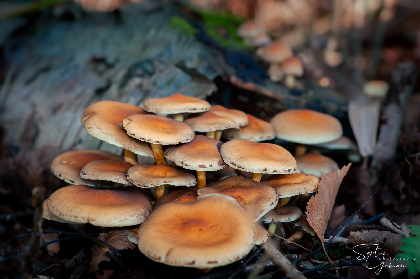 Autumn mushrooms