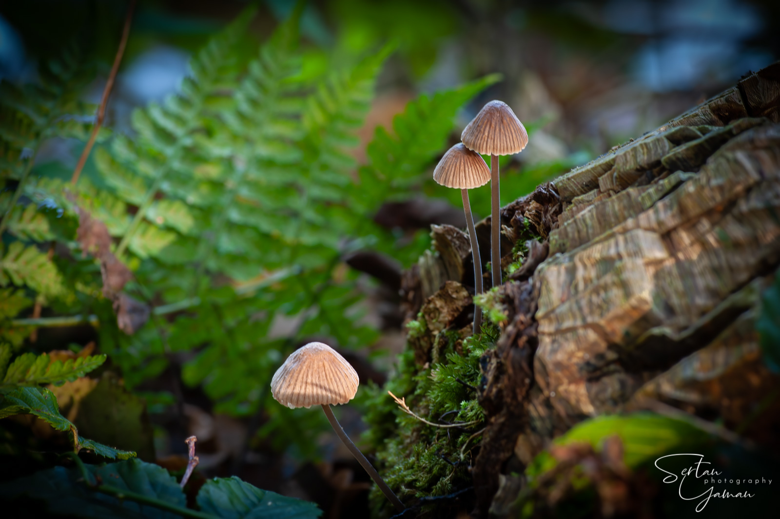 Autumn mushrooms