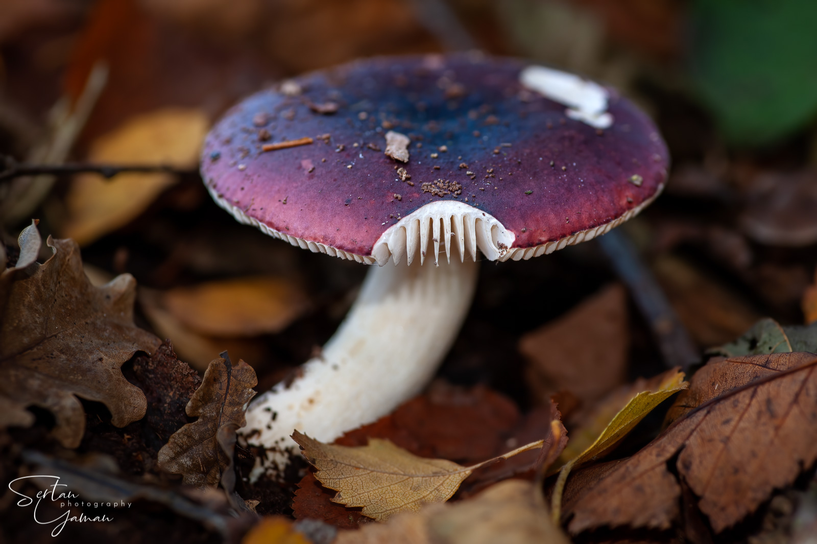 Purple agaric mushroom