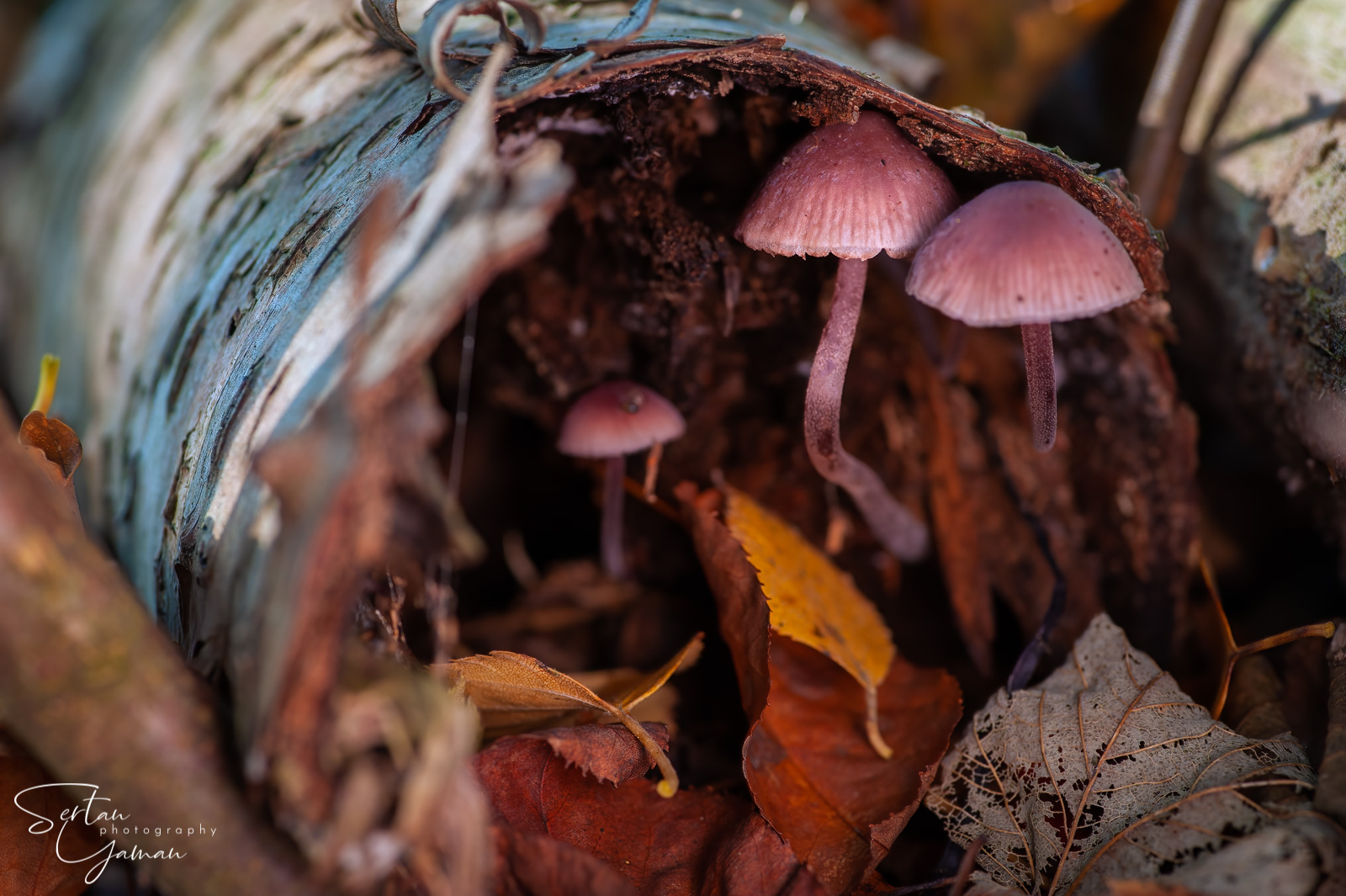 Inner tree trunk mushrooms