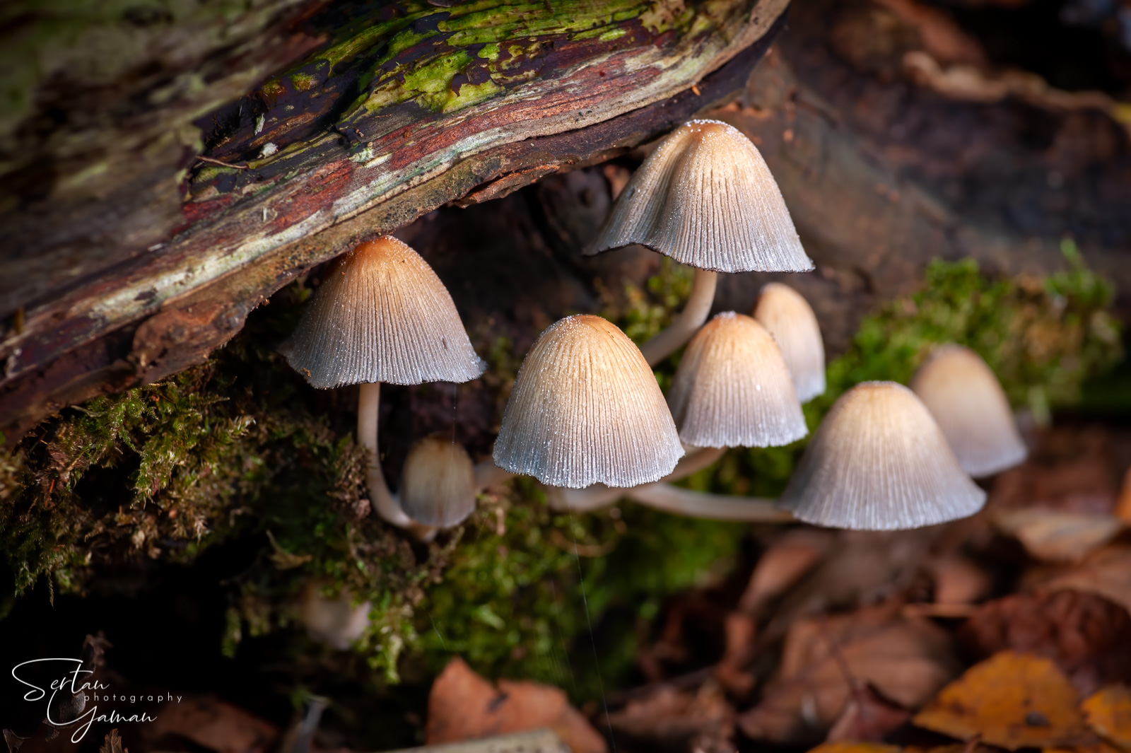 Fairy bonnet mushrooms | sertanyaman.com photography