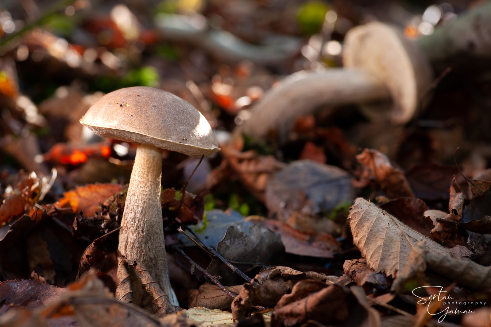 The life and death of the boletus