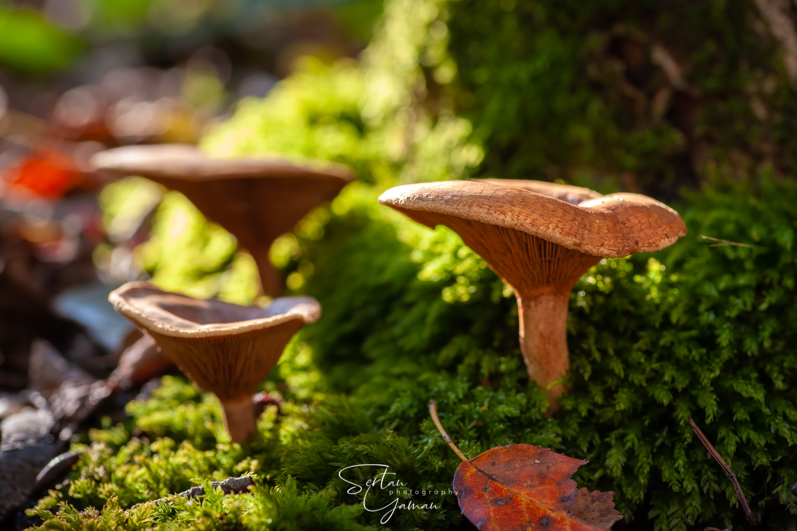 Autumn mushrooms