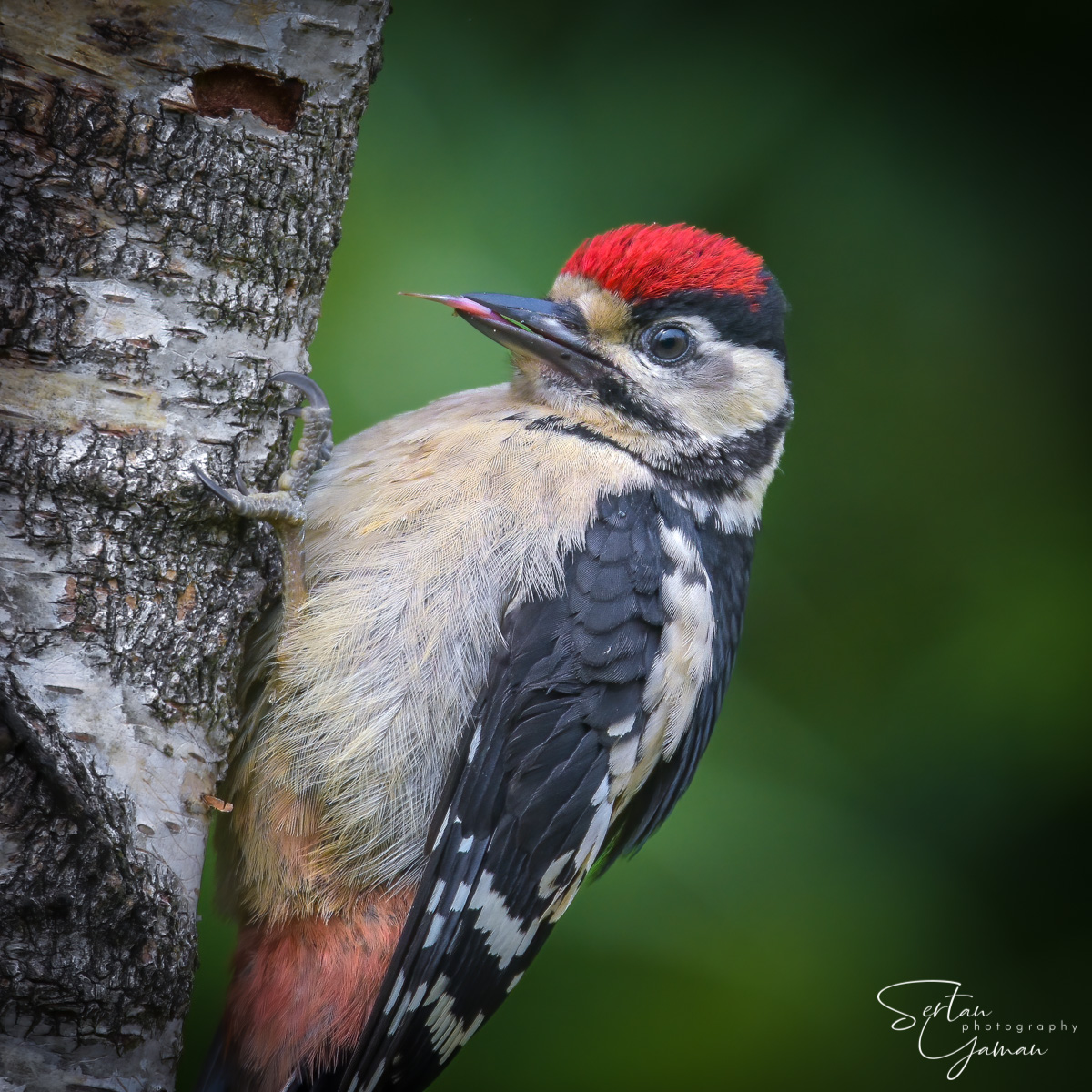 Great spotted woodpecker