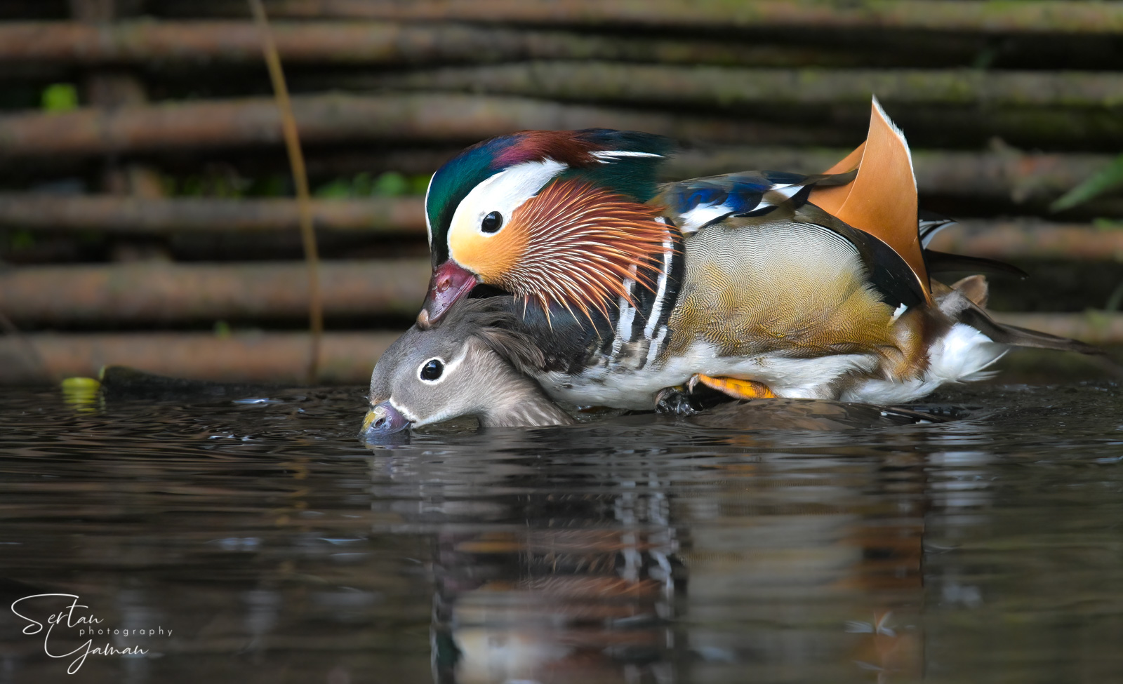 Mating woodducks