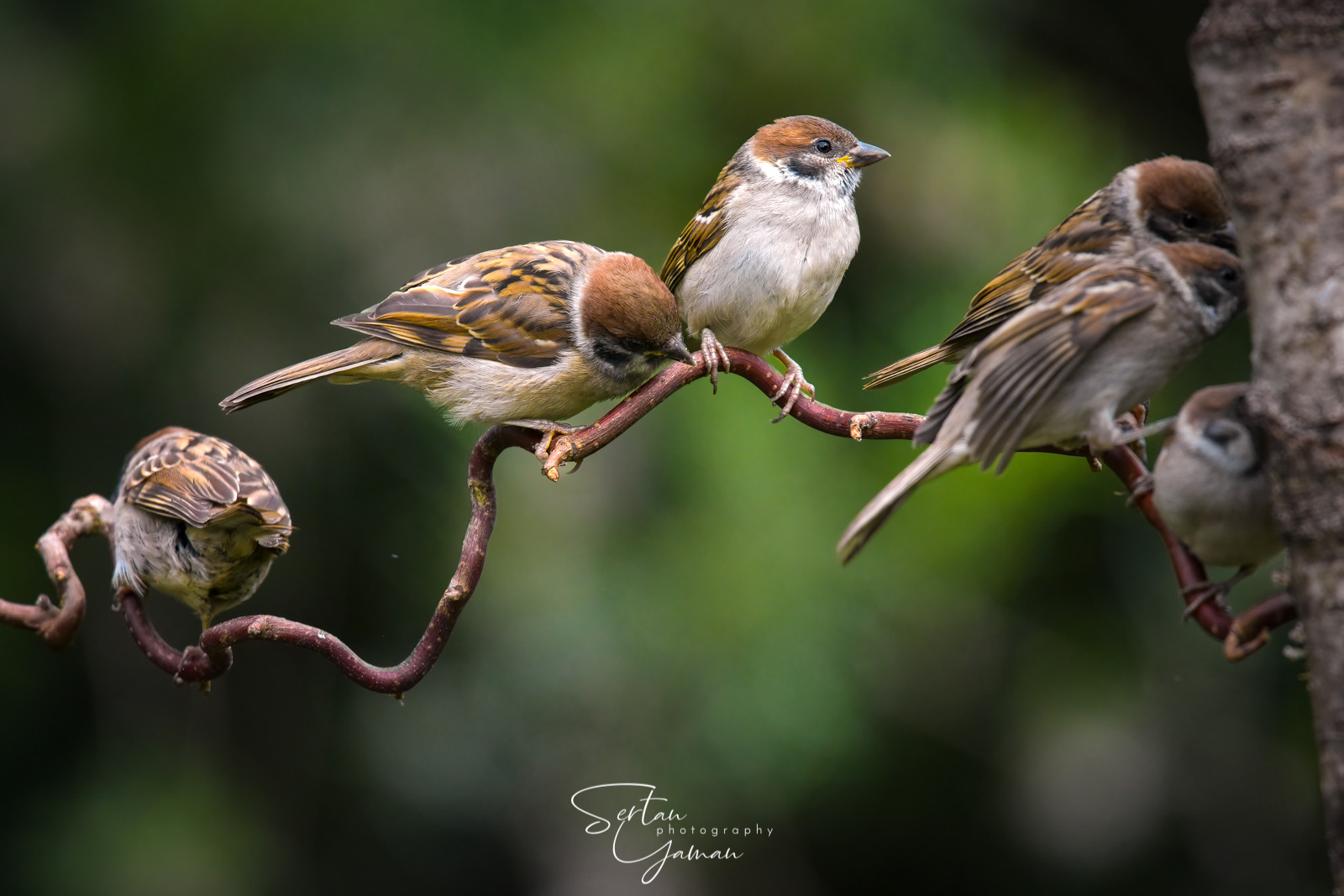 Flocking sparrows