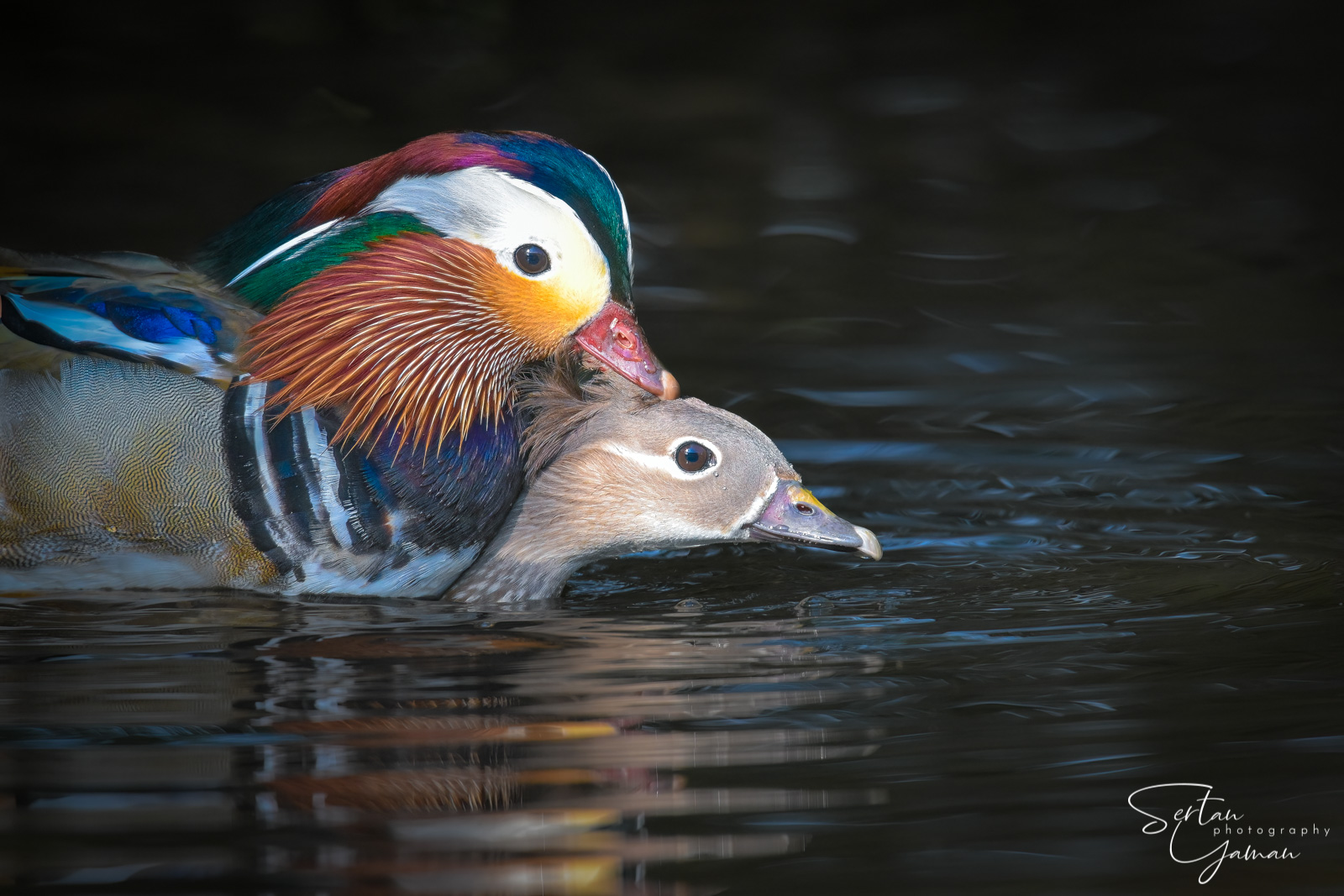 Mating woodducks