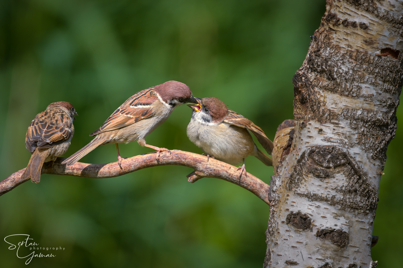 Sparrow parental care