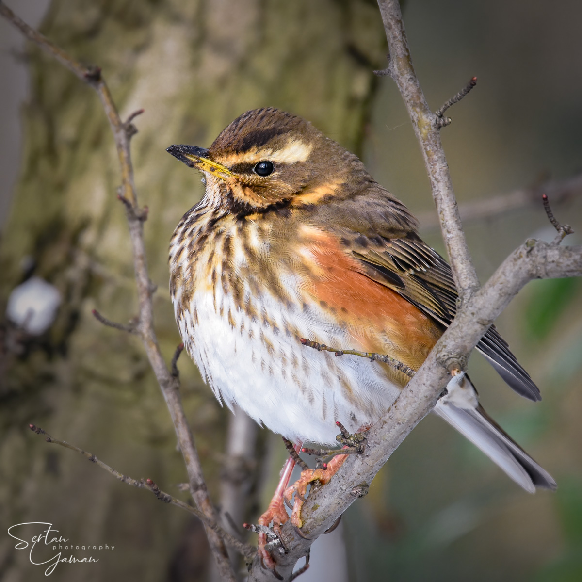 Fieldfare in winter