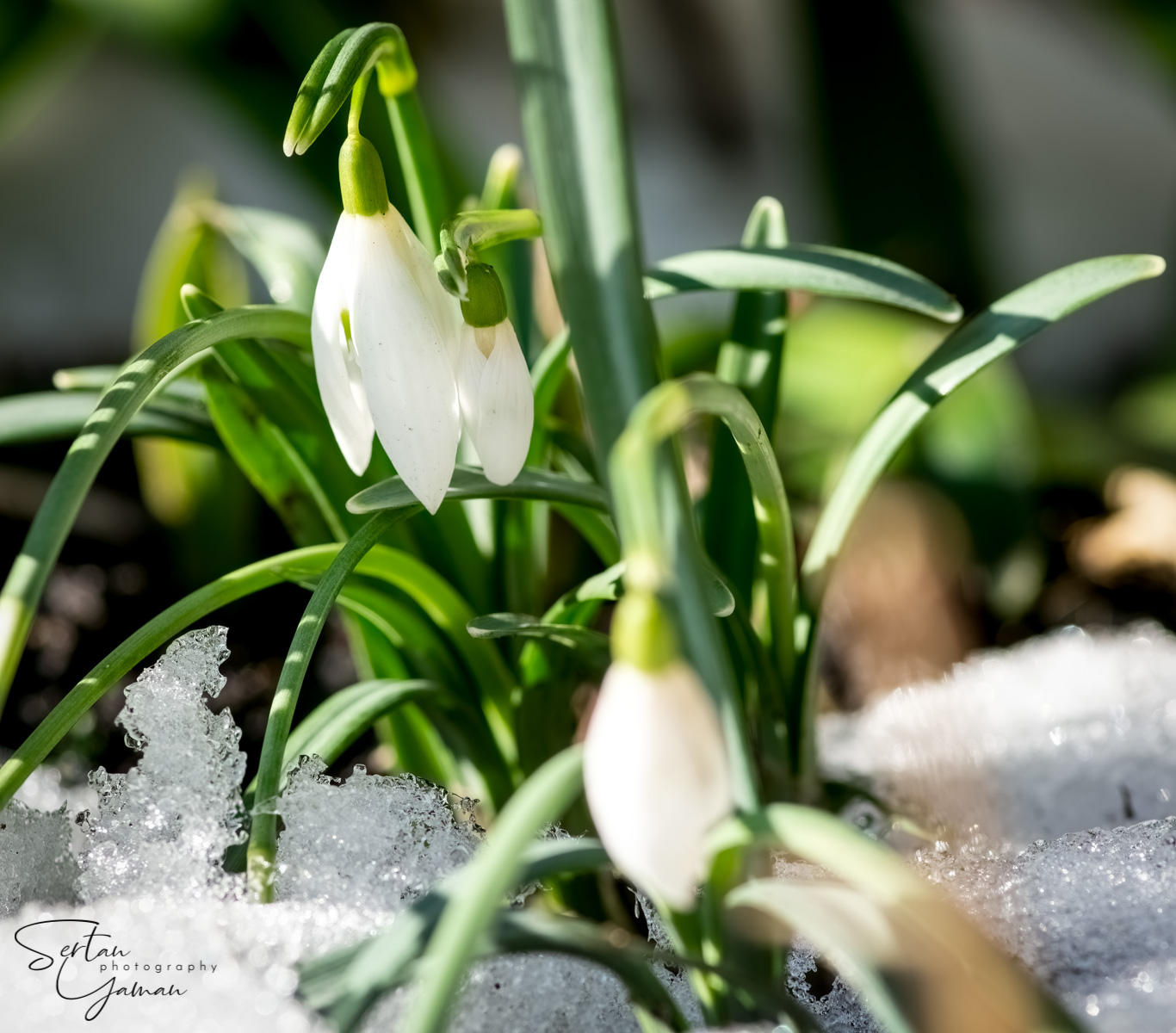 Snowdrops