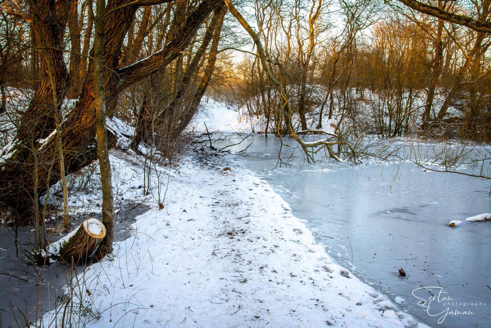 Sunset on snowy forest