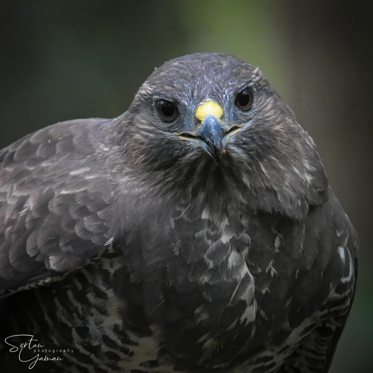 European buzzard | sertanyaman.com photography