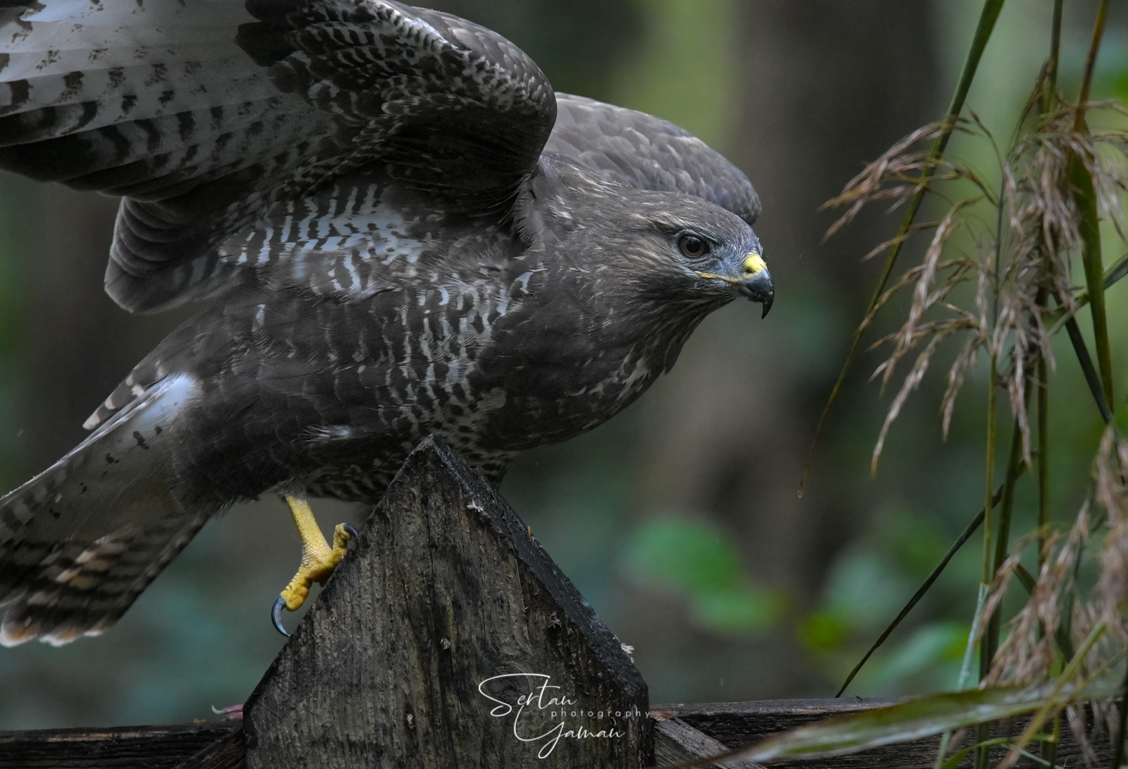 European buzzard | sertanyaman.com photography