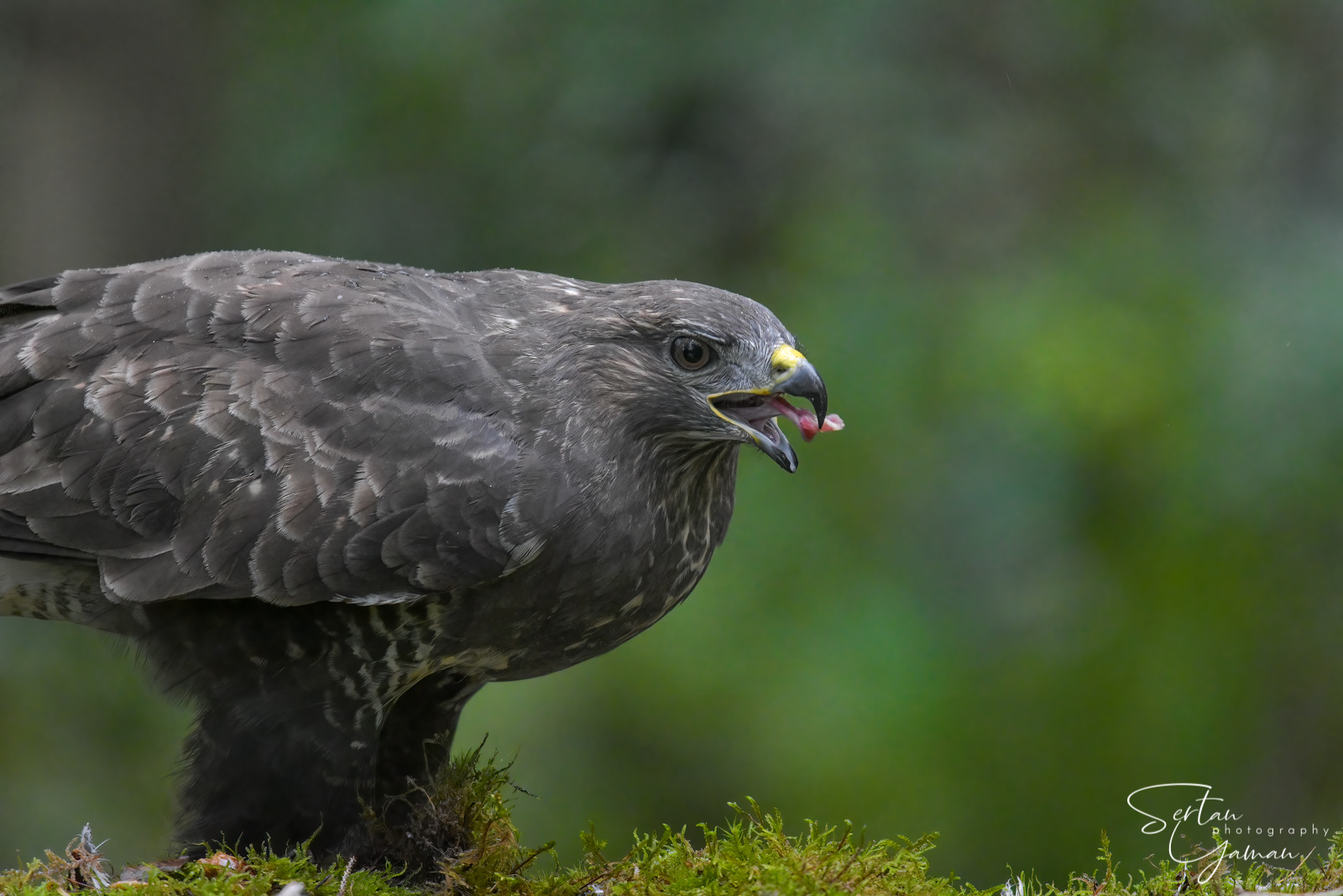 Buzzard tongue