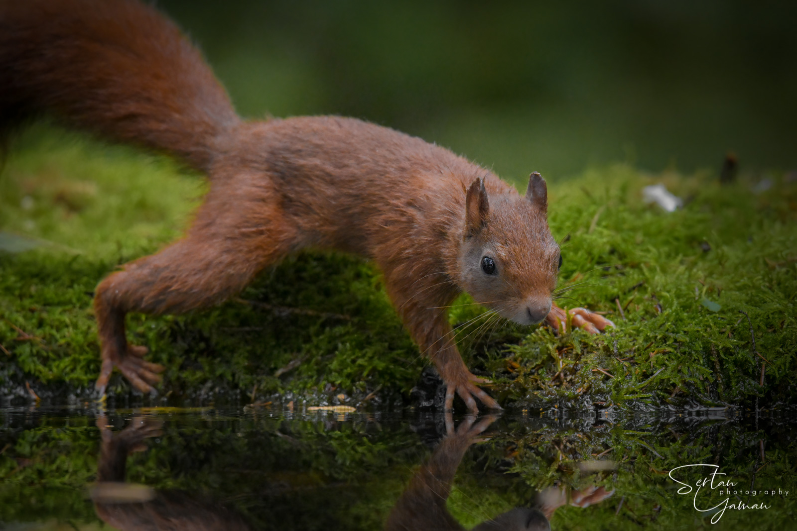 Red squirrel