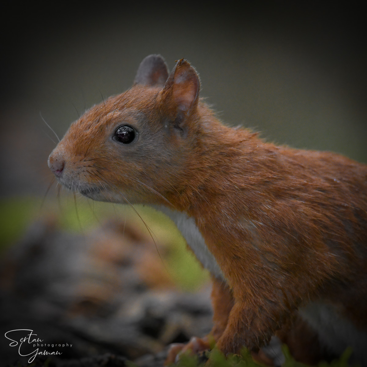 Red squirrel portrait