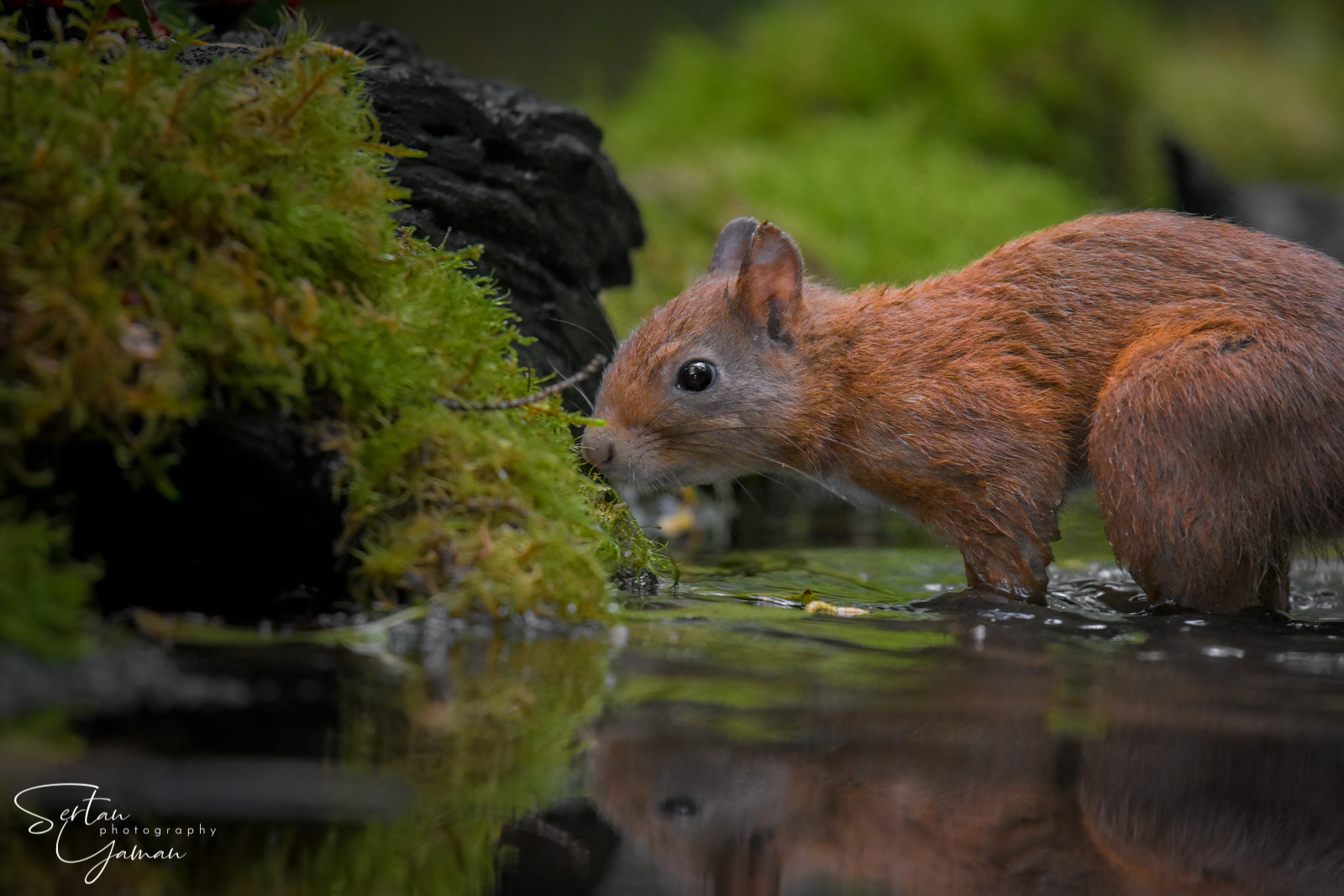 Curious red squirrel
