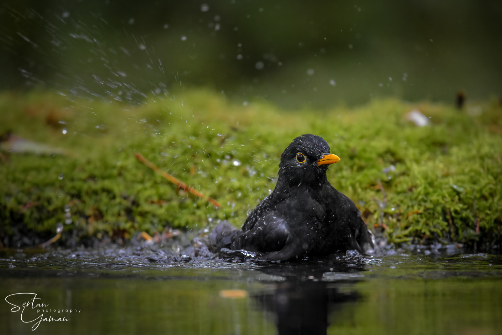 Black bird washing time