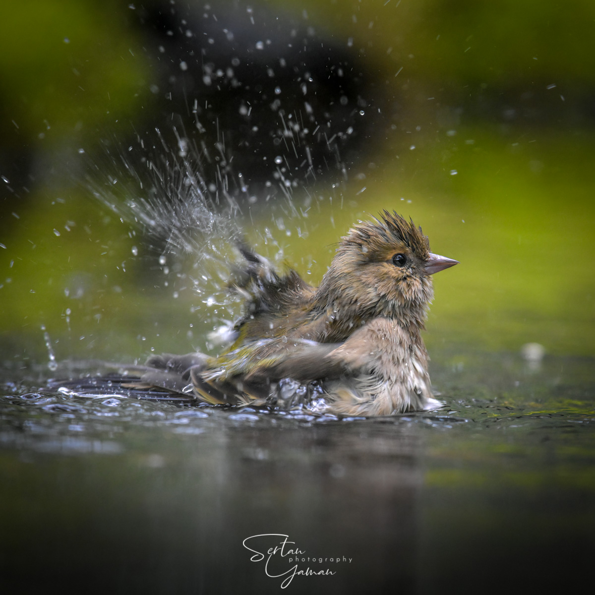 Finch washing