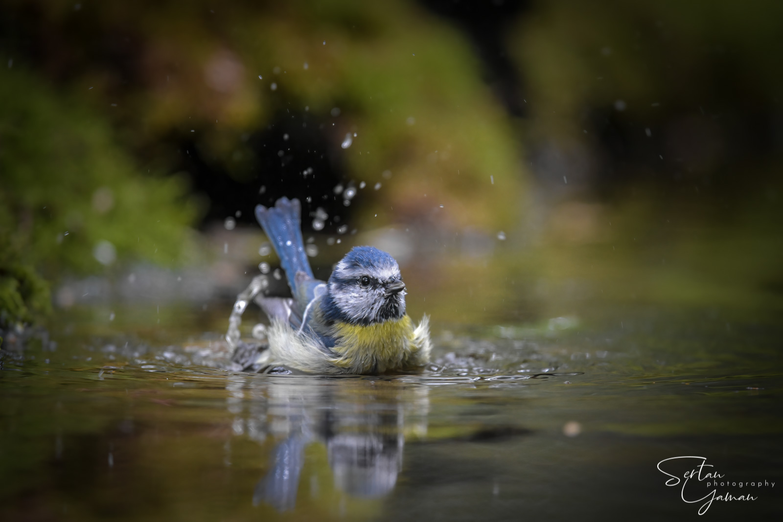 Blue tit bathing