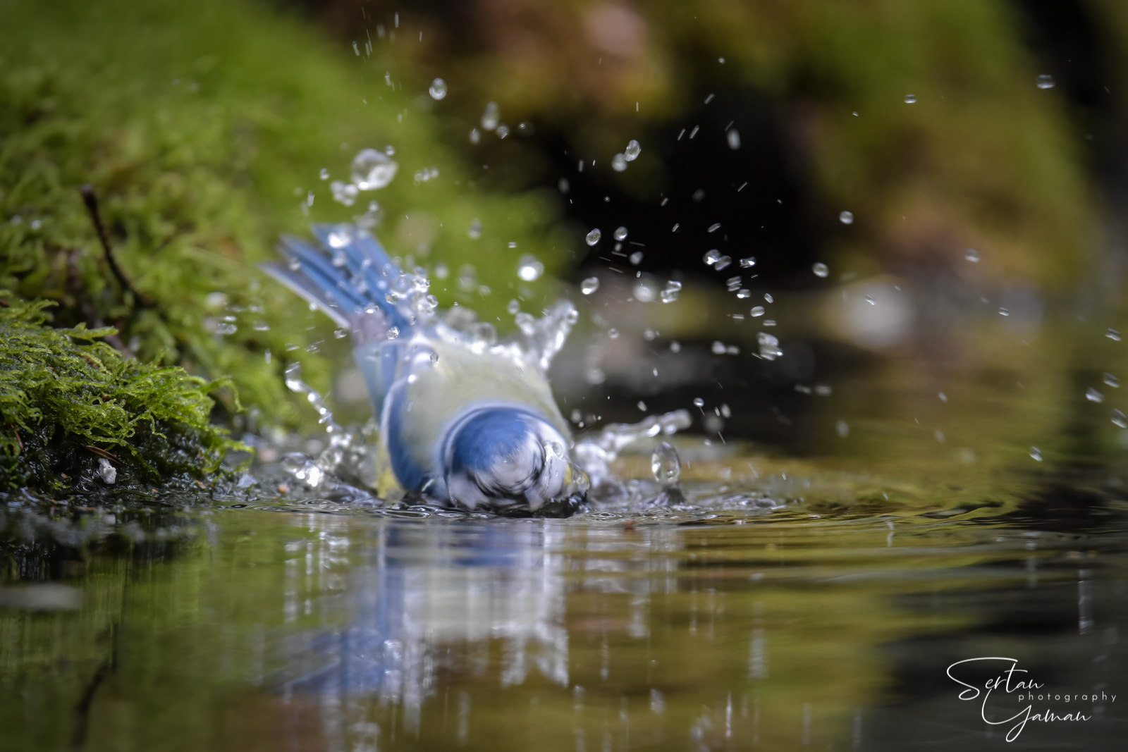 Blue tit bath time